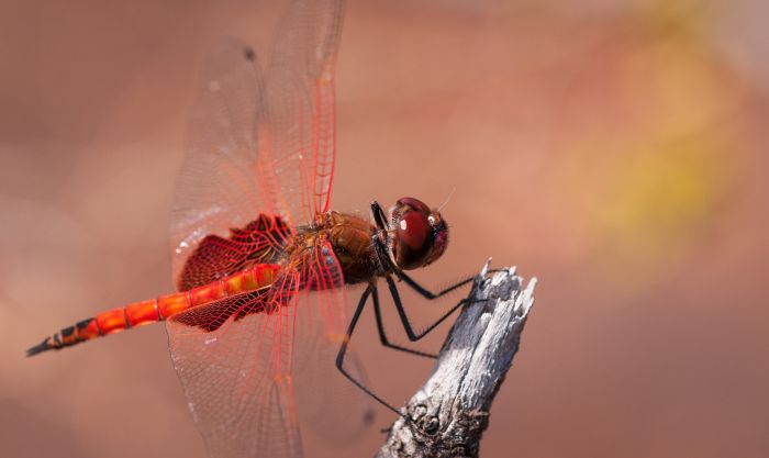 L’eau pouponnière. La libellule Tramea loewii habite un large éventail d'eaux calmes, d'étangs et de marécages. Les libellules adultes vivent dans les airs mais pondent leurs œufs dans l’eau. Les larves vivent au fond de l’eau. Elle peut se reproduire plusieurs fois par an. La larve est carnivore et se nourrit surtout de petites larves d'insectes. Après plusieurs mues vient l'émergence. Ce stade est la sortie de l’insecte parfait ou imago, c'est-à-dire, terminé avec ses ailes. Le vol imaginal (du mot imago) s'effectue après la fin d'émergence. Les jeunes imagos quittent le plan- ou cours d'eau de naissance pour la « maturation ».
