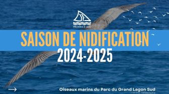 PROVINCE SUD SAISON DE Oiseaux marins du Parc du Grand Lagon Sud