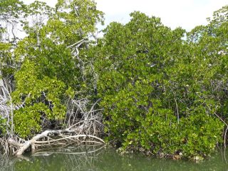 mangrove