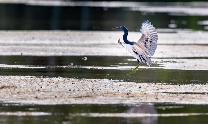L’eau nourricière. Les petits crustacées, invertébrés aquatiques et poissons constituent la base alimentaire de cette aigrette sacrée, également appelée long cou.