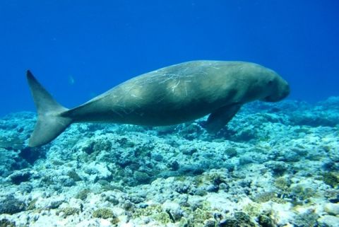 dugong bruno (7) rogné