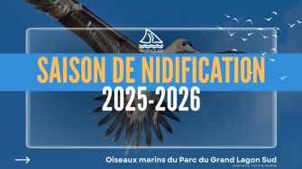 Saison de nidification 2025-2026