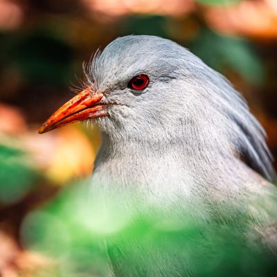 Un cagou issu de la biodiversité du Parc Procincial Zoologique et Forestier
