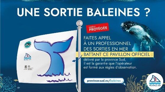 Les baleines sont de retour en Nouvelle-Calédonie