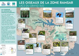Les oisieaux de la zone RAMSAR