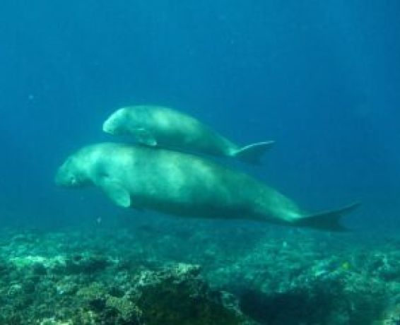 Dugong dugon