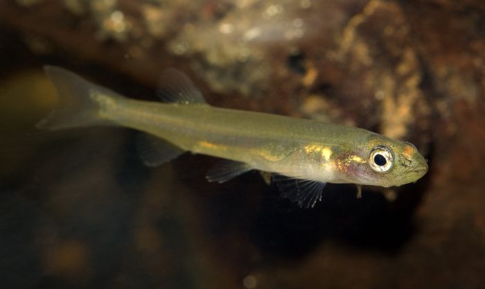 L’eau refuge. Malgré sa petite taille (7 à 8 cm), ce poisson appartient au groupe des saumons. Il n’existe que dans la Plaine des Lacs : on dit qu’il est micro endémique. Il affectionne les eaux fraiches et les fond rocheux présentant des crevasses et des fissures.