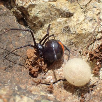 Arthropode 