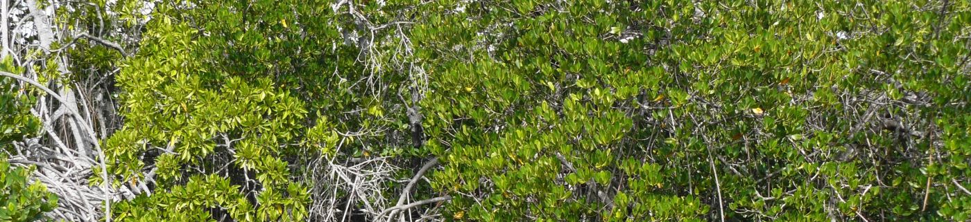 mangrove