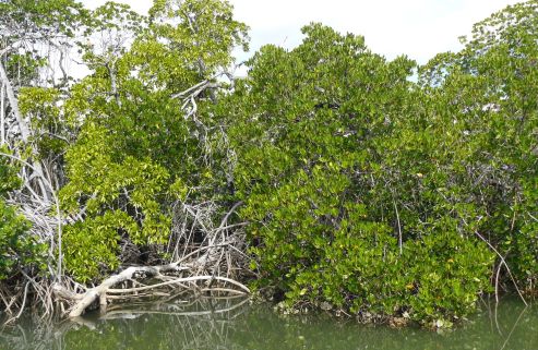 mangrove