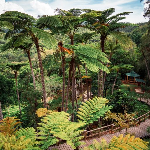 photo de l'arboretum du parc provincial des grandes fougères