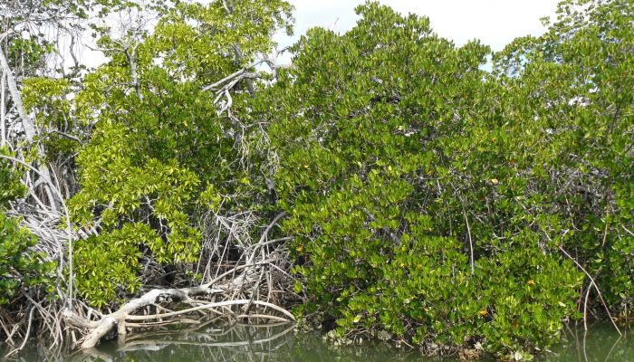 mangrove